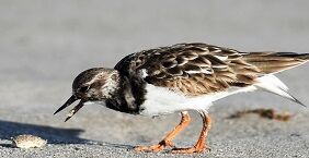 Foto Wattvogel