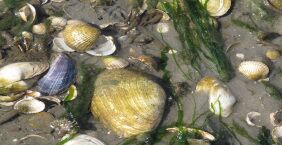Muscheln im Watt