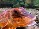 Knurrhahn