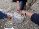 Muschelsammlung