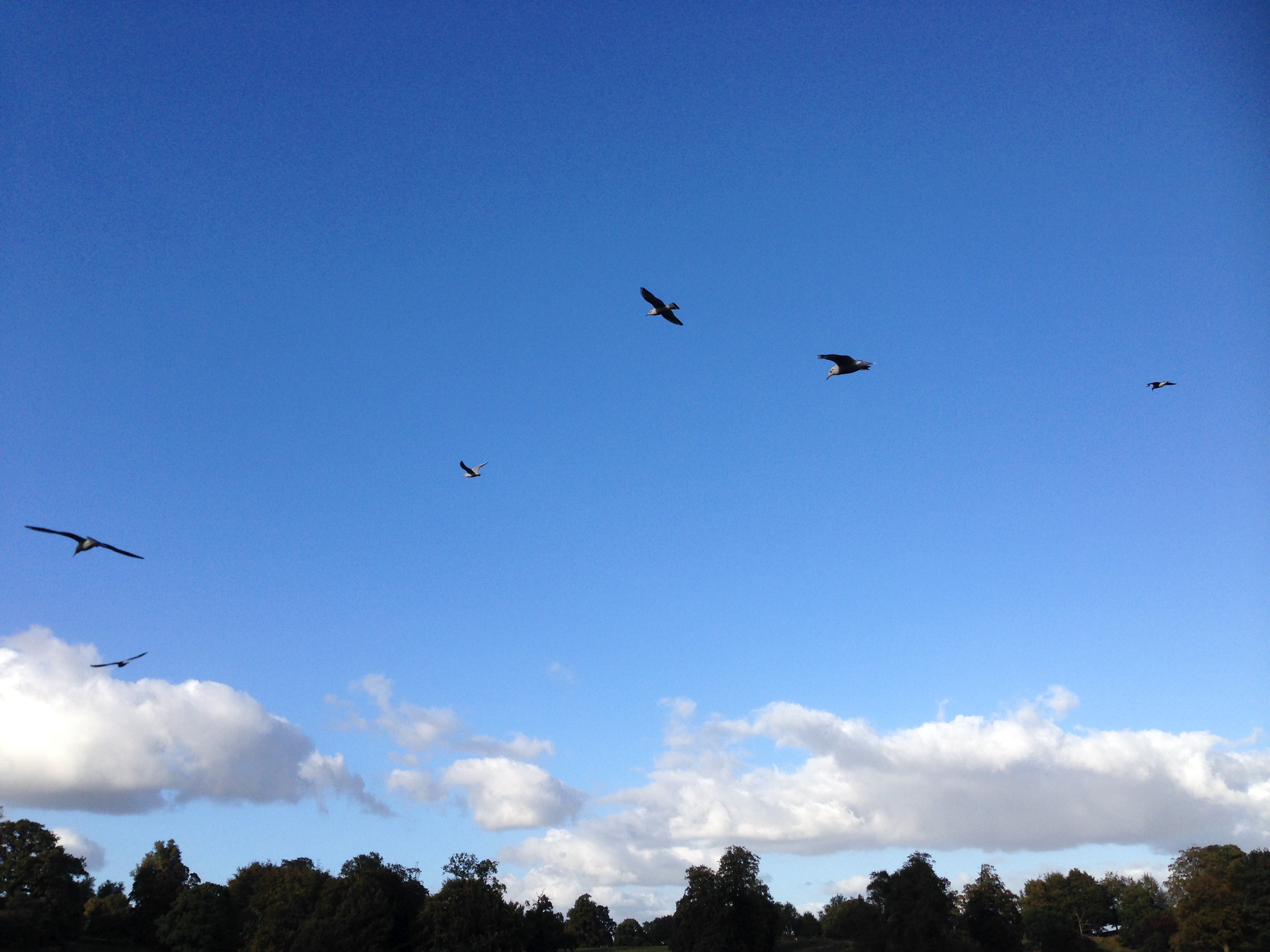 Foto Vögel am Himmel