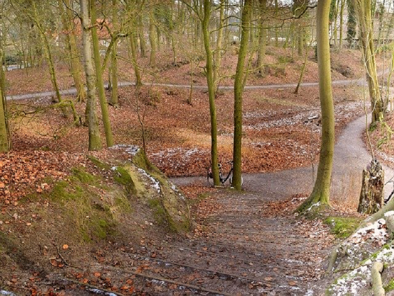 Wald Ammerland