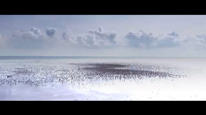 Vorschaubild Video Naturpark Wattenmeer